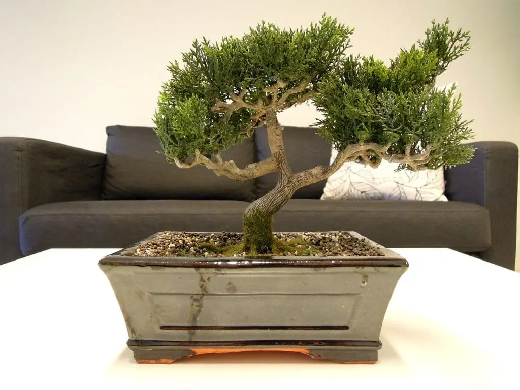 This is what everyone should know about indoor bonsai