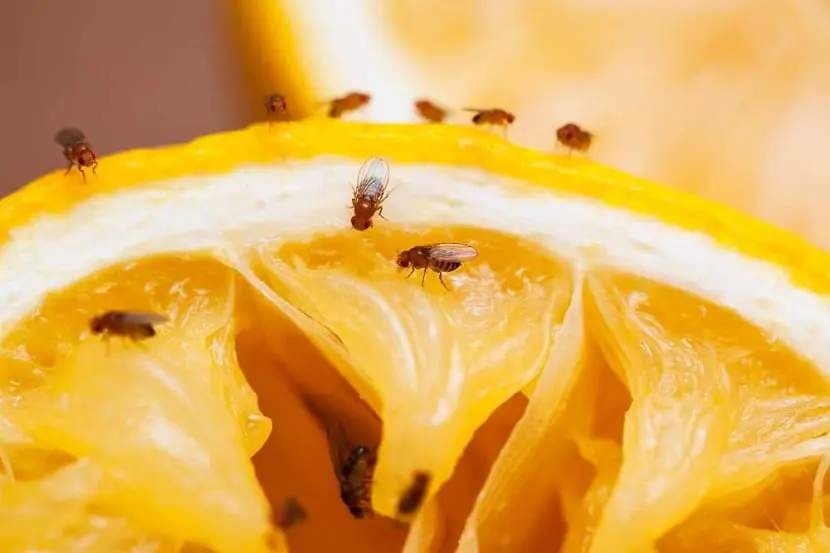 Fruit fly symptoms and treatment