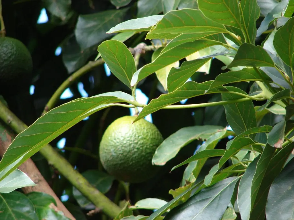 Everything to know about growing Avocado