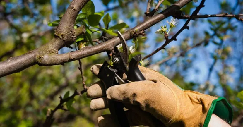 Pruning a young apple tree