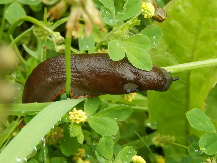 How to keep slugs away from plants?