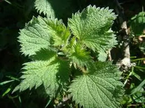 How to grow Nettle