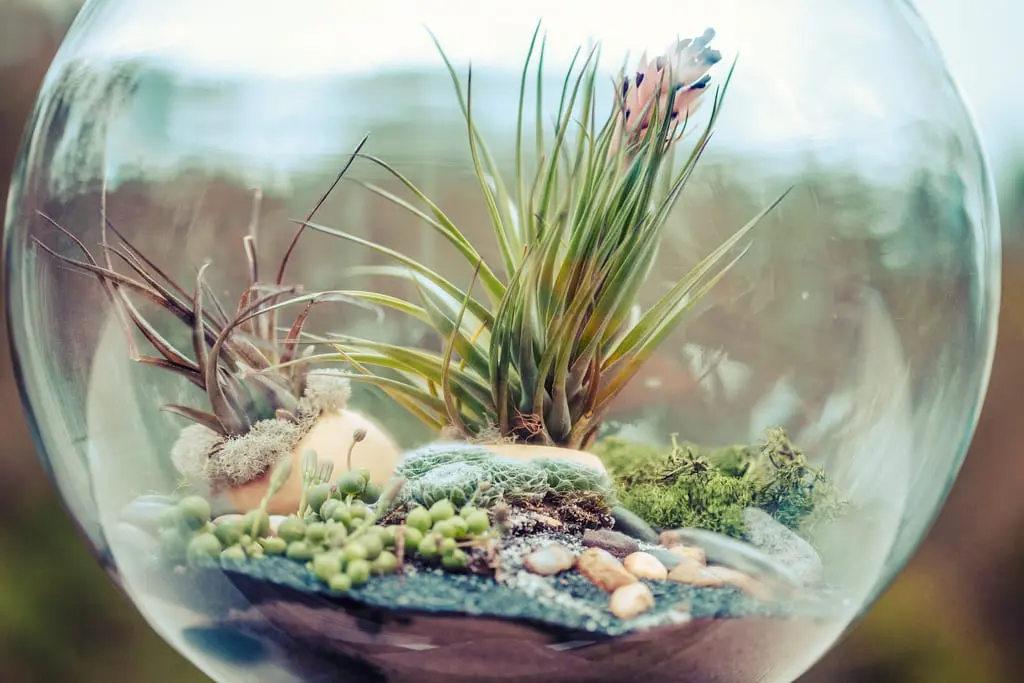 How to decorate a terrarium with plants?
