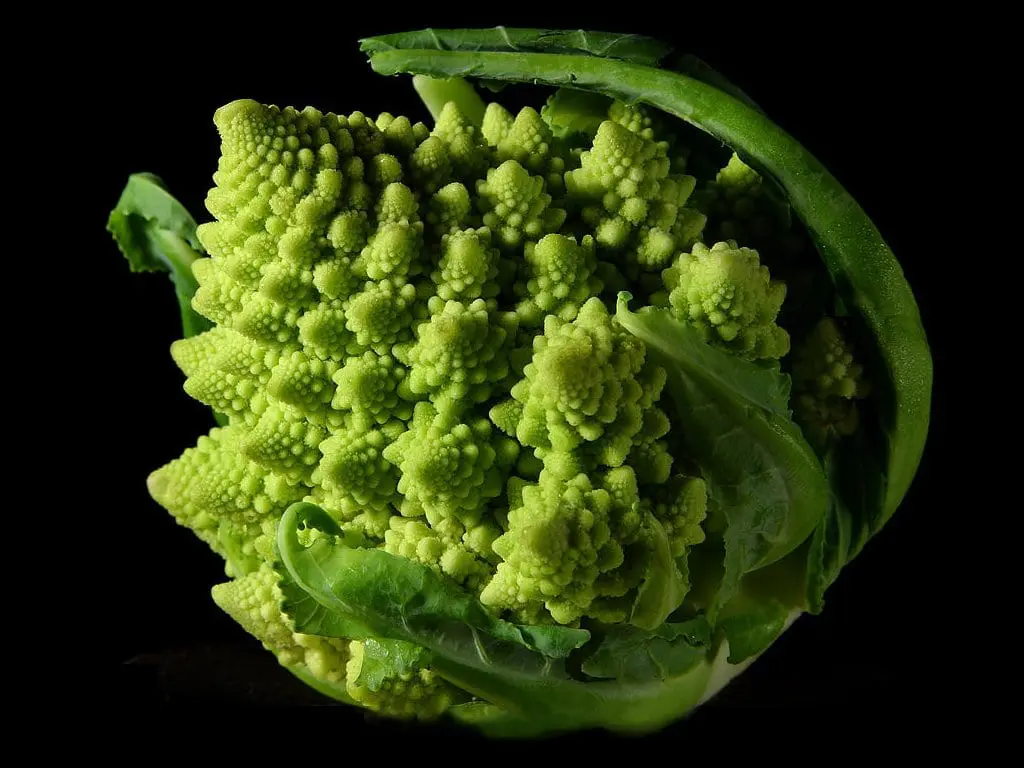 Romanescu, the most ornamental edible vegetable