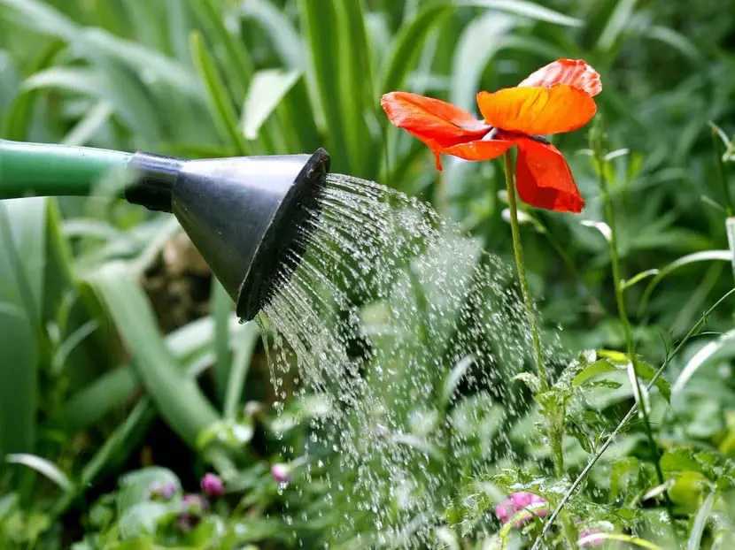 How to save water in irrigation