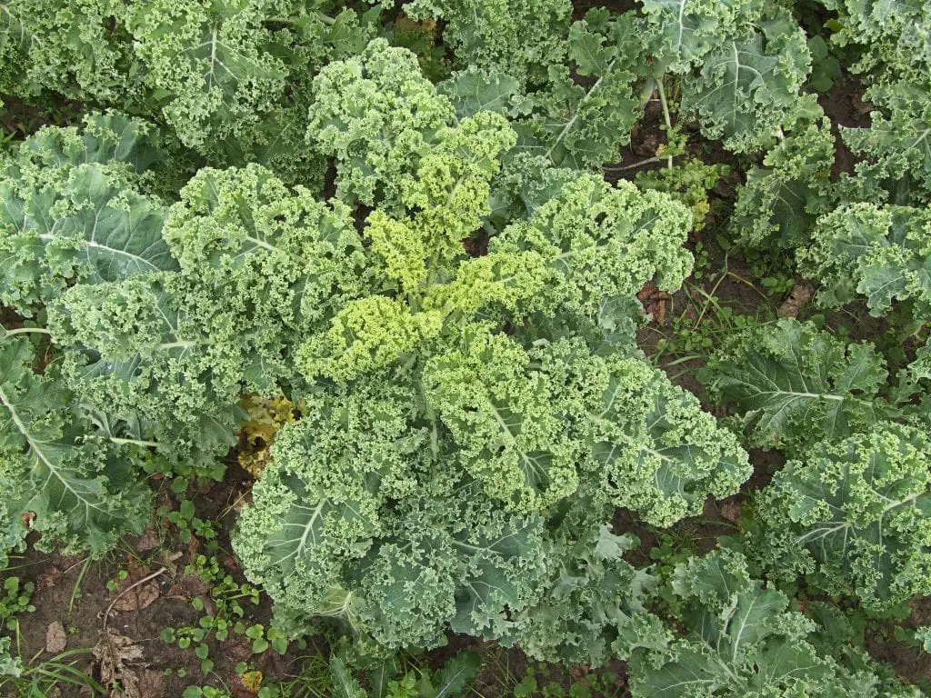 Kale cultivation