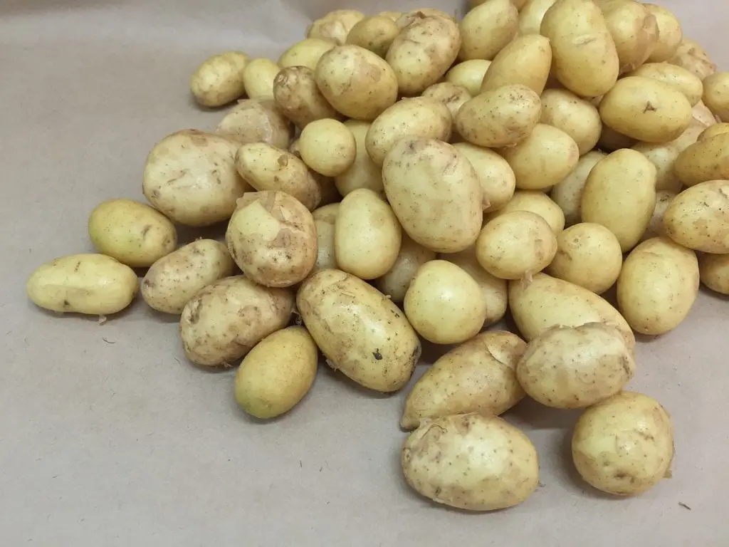 When and how are potatoes planted?