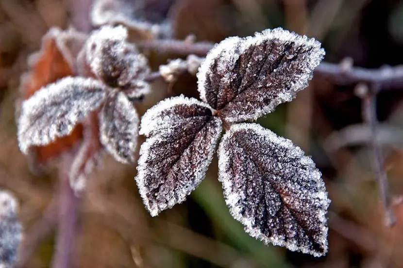 Tips for caring for plants in winter