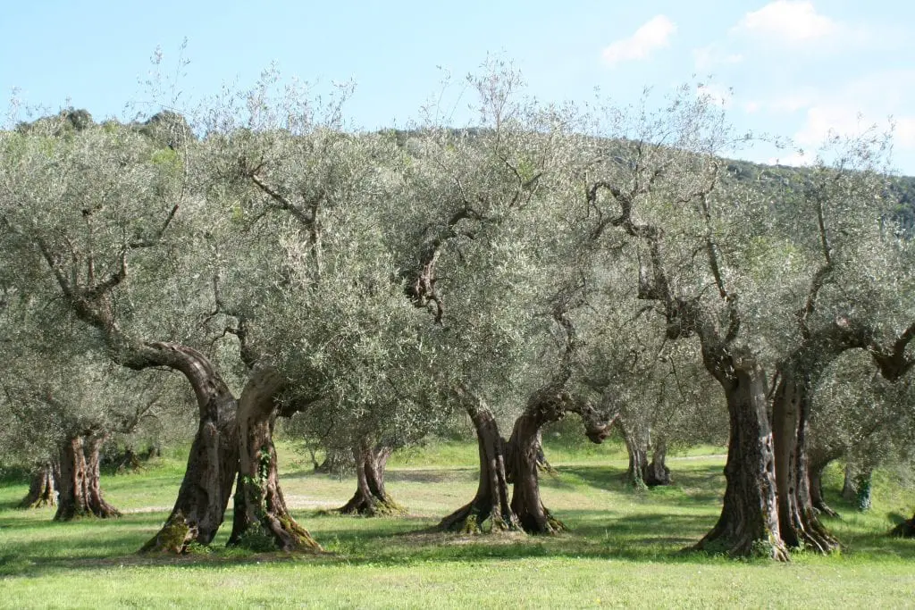 Characteristics and care of the Olive Tree