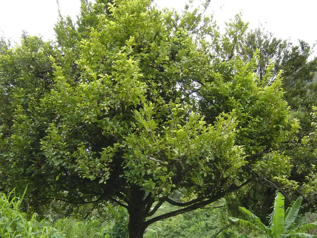 Myristica, the nutmeg tree