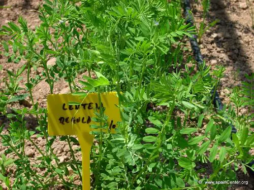 Lentils in your garden, secrets to learn how to grow them