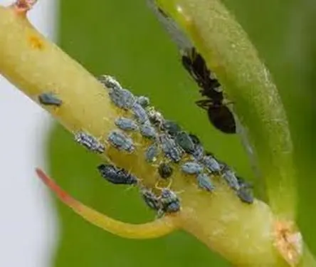 Most common plant pests and diseases
