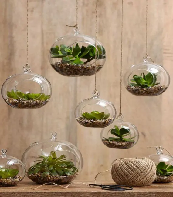 Tips to grow your own terrarium with plants