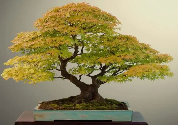 Different sizes of Bonsai