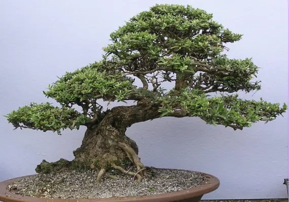 What is a Bonsai and what is not?