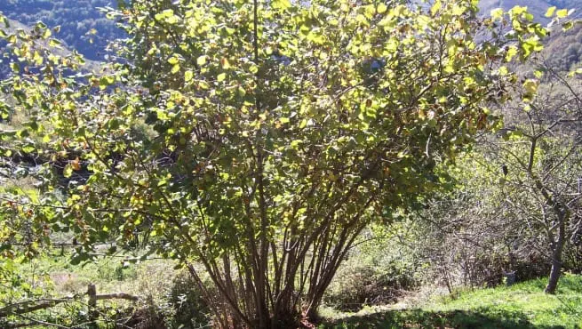Tips for planting a Hazel Tree