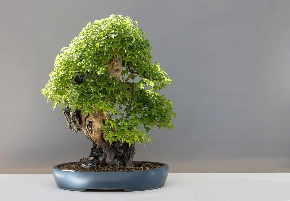 How to choose a pot for a bonsai?