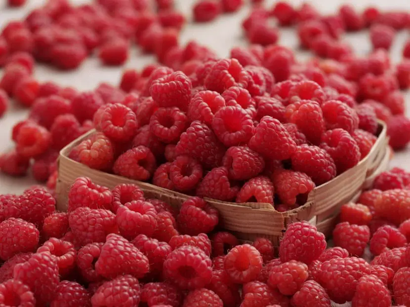 How and when to plant raspberries