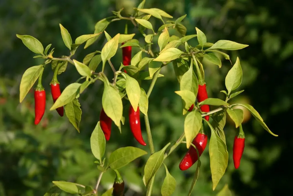 Chili, the most popular pepper
