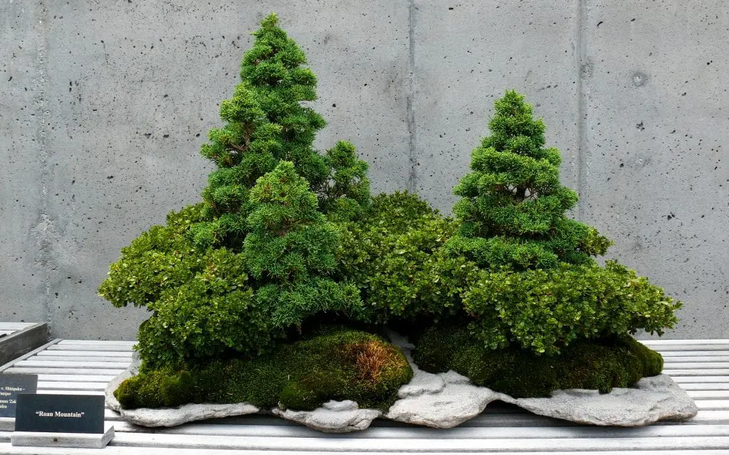 How to fertilize a bonsai