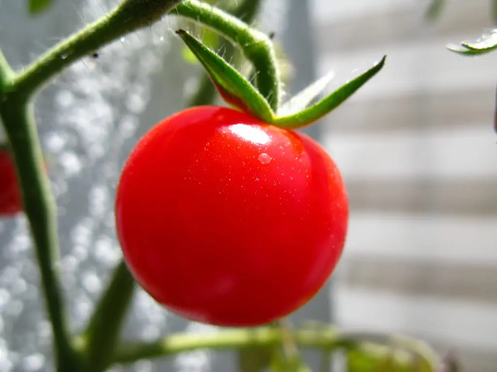 When to plant tomatoes?