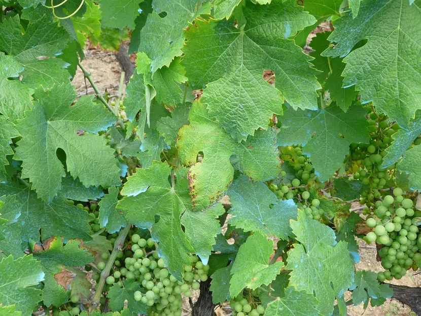 Oidium of the vine and diseases of the vineyard