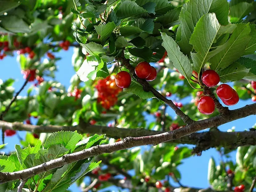 How to harvest cherries at home
