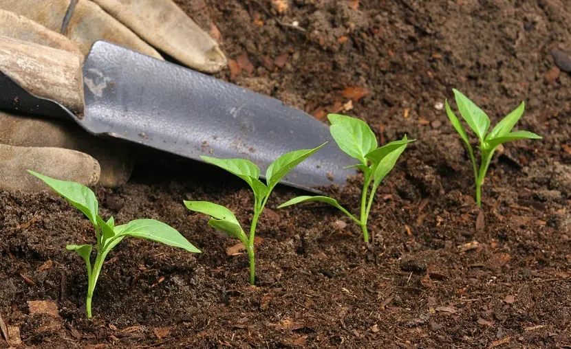 The importance of foliar fertilizer in plants