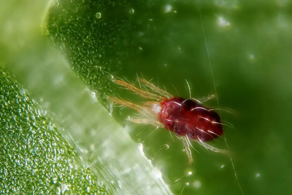How to remove red spider mite