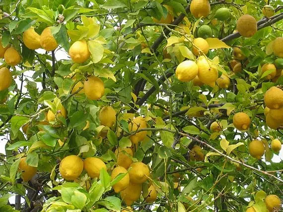 Types of fruit tree pruning
