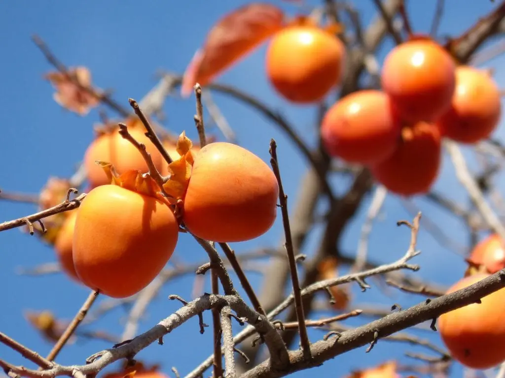 Persimmon, the most popular persimmon variety
