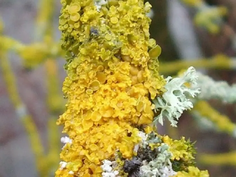 Algae, lichens and mosses