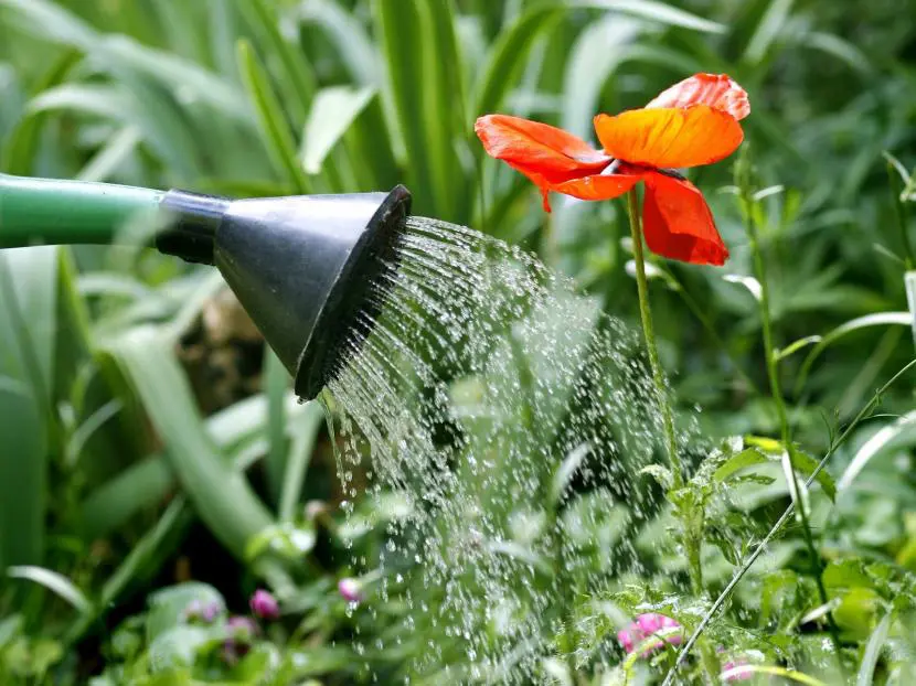 Tips to save irrigation water