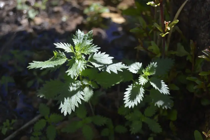 Nettle and its properties in the organic garden