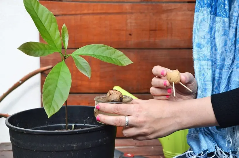 How to plant avocados in a pot?
