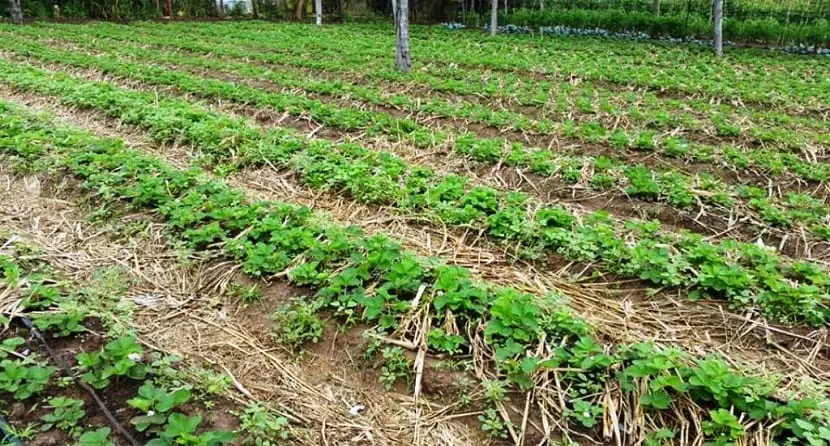 What is crop rotation and what is it for?