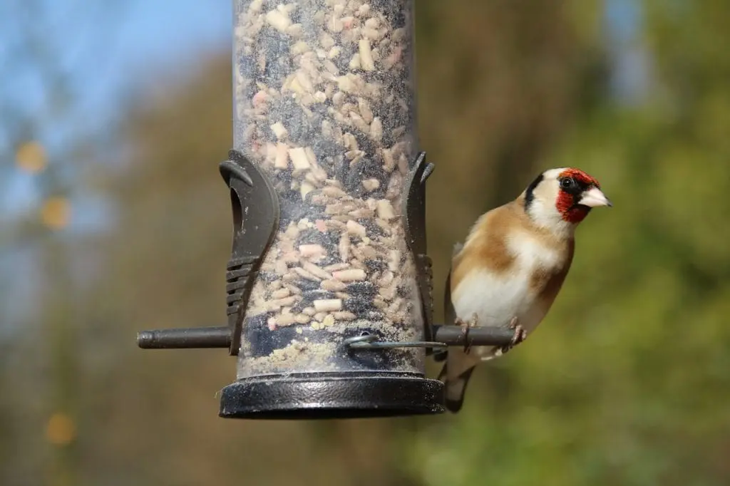 How to attract goldfinches to the garden?