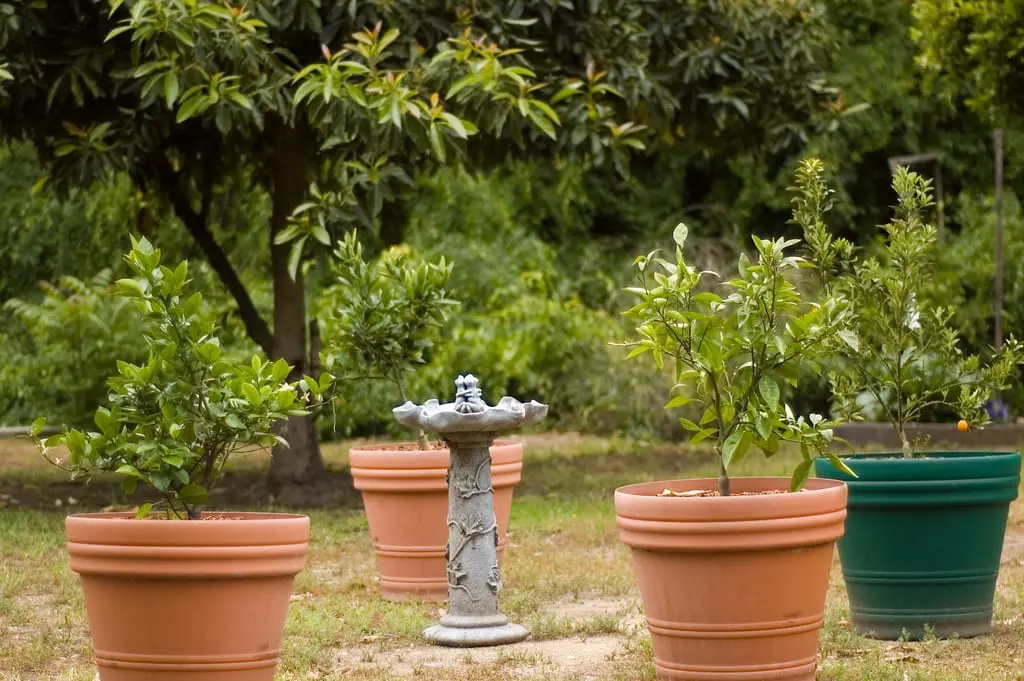 How to plant a fruit tree bought in a pot