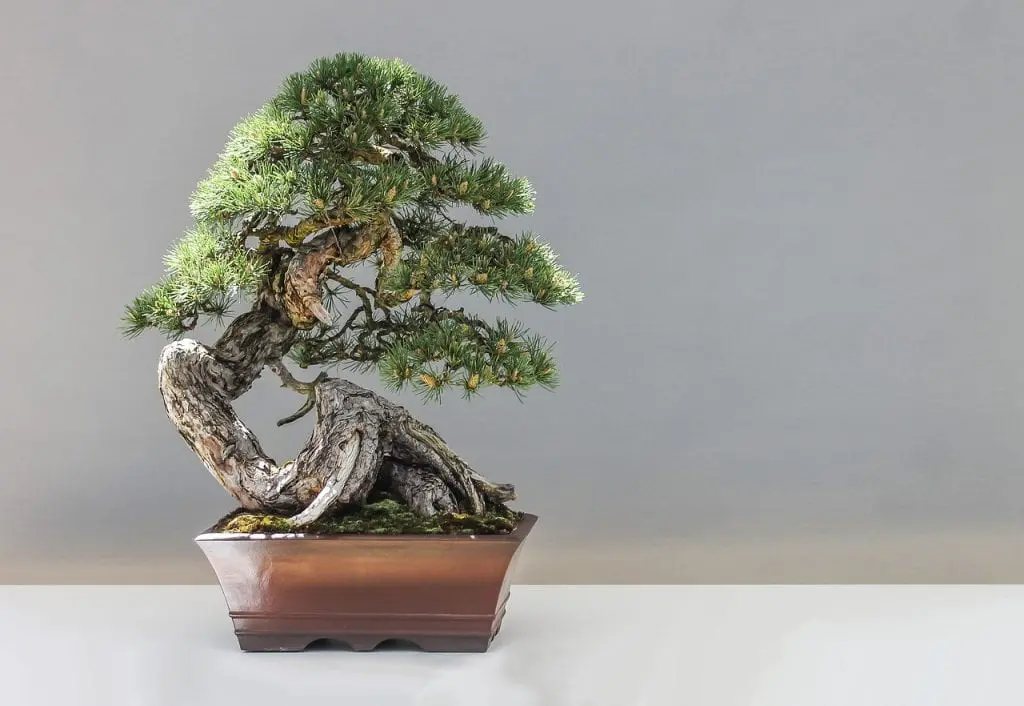 What to do when they give us a bonsai