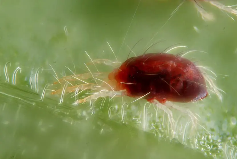 How to control mites on trees