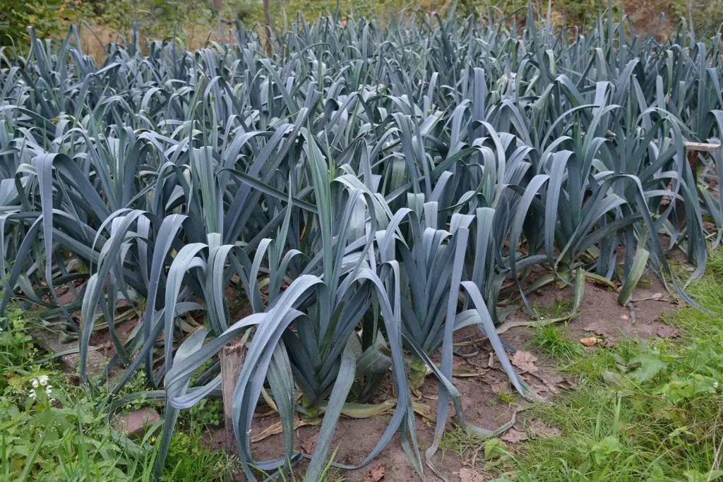 When to plant leeks