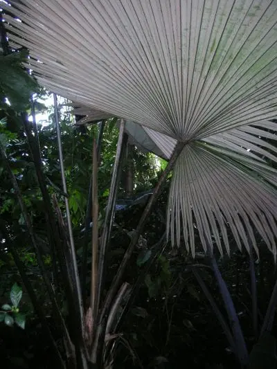 Kerriodoxa elegans, a beautiful palm