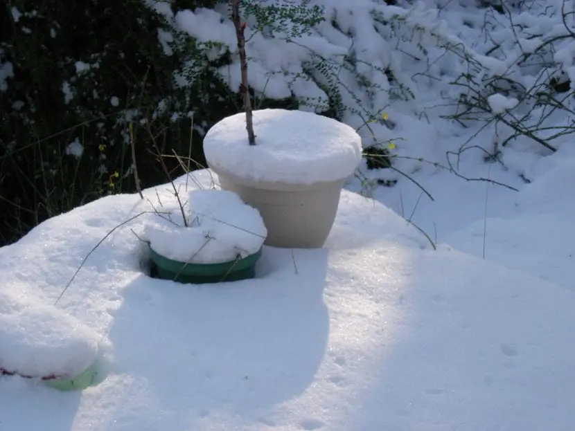How to protect pots from frost