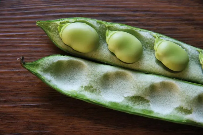 Broad beans: growing guide