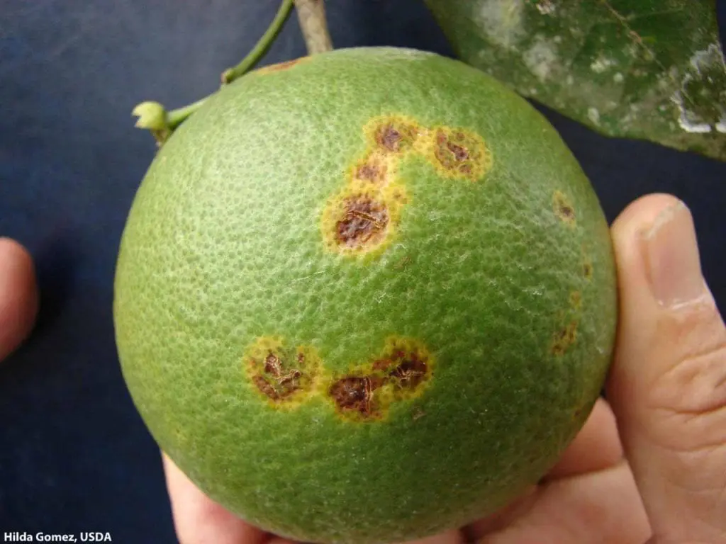 What is explosive leprosy of citrus?