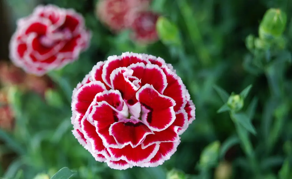 What are the pests and diseases of carnations?
