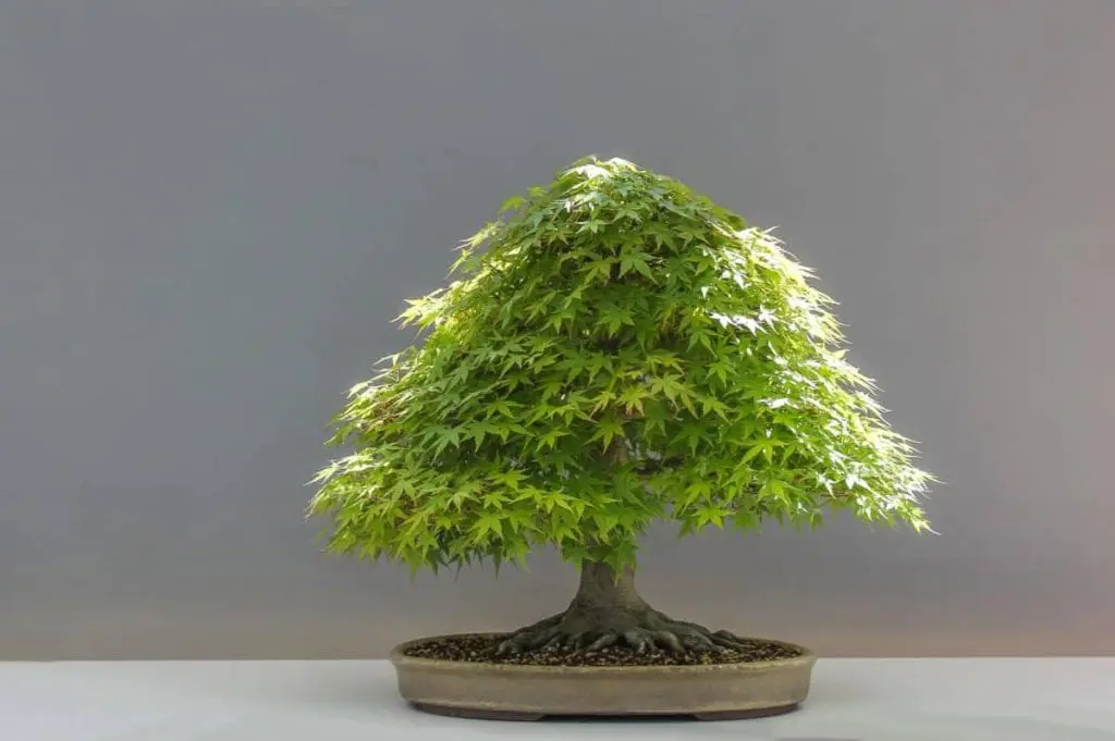 What are the cares that a bonsai should have?
