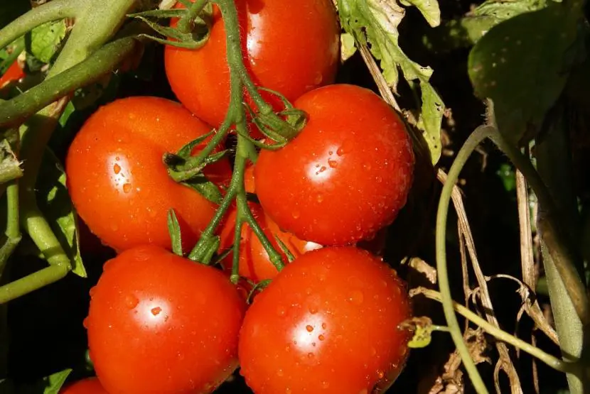 How and with what to fertilize tomatoes