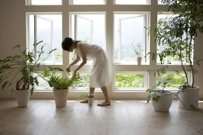 How to clean indoor plants