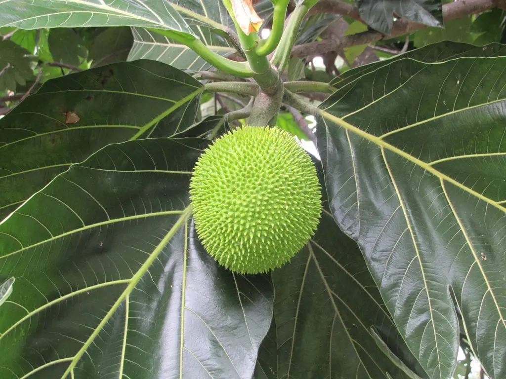 Meet the breadfruit tree, a very interesting tropical plant